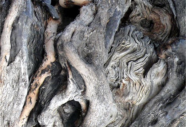 Baum31 A3